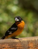 Black-Headed Grosbeak