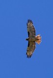 Red-Tailed Hawk