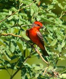 Vermilion Flycatcher #2