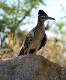 Another Roadrunner
