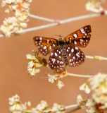 Morman Metalmark
