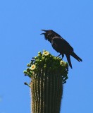 Mama crow