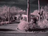 Tucson #13