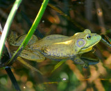 Bull Frog