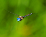 Blue-eyed Darner
