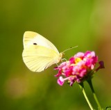 Cabbage White