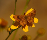 Fatal Metalmark
