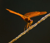 Mexican Amberwing