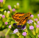 Fiery Skipper