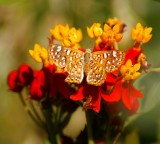 Palmers Metalmark