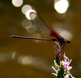 Ruby Damselfly