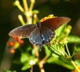 Pipevine Swallowtail