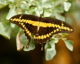 Giant Swallowtail