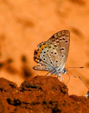 Rita Blue