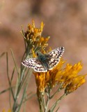 Common Checkered-Skipper
