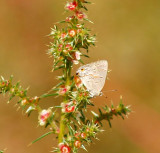 Leda Ministreak (summer form)