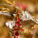 Leda Ministreak (winter form)