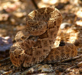 Diamondback