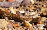 Diamondback
