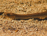 Diamondback