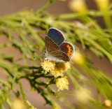 Acmon Blue