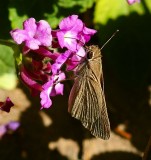 Eufala Skipper