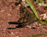 Dorantes Longtail Skipper