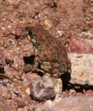 Red- Spotted Toad