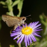 Eufala Skipper