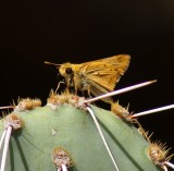 Firery Skipper