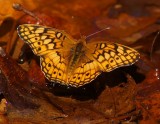 Varigated Fritillary