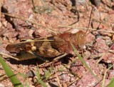 Bluewinged Grasshopper