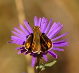 DSC00807d.jpg
