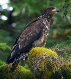 Immature Bald Eagle #2