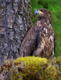 Immature Bald Eagle #3