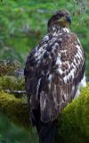 Immature Bald Eagle #4