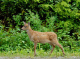 Sitka Blacktail Fawn #10