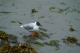 Bonapartes Gull