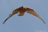 Red Shouldered Hawk