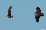 Juvenile Bald Eagle in Pursuit of The Ospreys Fish