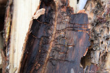 Mountain Pine Beetle Damage