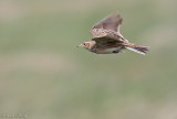Veldleeuwerik C40D_03838.jpg