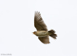 Veldleeuwerik C40D_04173.jpg