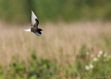 Witvleugelstern - White-winged Tern