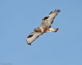 Ruigpootbuizerd C1D3_09065.jpg