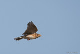Veldleeuwerik C1D3_10709.jpg