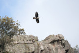 Havikarend C1D3_24852.jpg