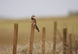 Kuifkoekoek - Great Spotted Cuckoo