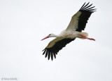 Ooievaar C1D3_25043.jpg