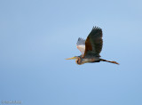 Purperreiger C1D3_25014.jpg